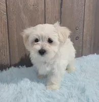 processed/dce86e4c-490c-4e94-9af8-0a9e9d1dec30/listing/5a939521-b4a9-4483-899c-d1f63363e4e7/116bd3e1-01b1-4a81-bfa5-cca73f653519