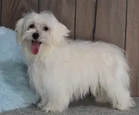 Billy, a male Maltese for sale in Middlebury, IN – Photo 6 of 10
