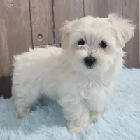 Billy, a male Maltese for sale in Middlebury, IN – Photo 7 of 10