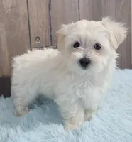 processed/dce86e4c-490c-4e94-9af8-0a9e9d1dec30/listing/5a939521-b4a9-4483-899c-d1f63363e4e7/45dc802e-2f8f-48c2-91c6-630d79df0903