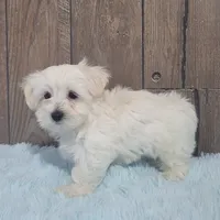 Billy, a male Maltese for sale in Middlebury, IN – Photo 9 of 10