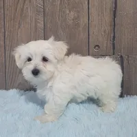 processed/dce86e4c-490c-4e94-9af8-0a9e9d1dec30/listing/5a939521-b4a9-4483-899c-d1f63363e4e7/5789073e-d94d-4c02-85c4-aec74437aad6