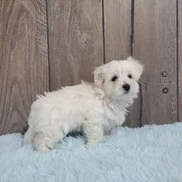 Billy, a male Maltese for sale in Middlebury, IN – Photo 10 of 10