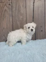 processed/dce86e4c-490c-4e94-9af8-0a9e9d1dec30/listing/5a939521-b4a9-4483-899c-d1f63363e4e7/5ae05b1f-98df-4c9d-b5ed-c901759a2f6a