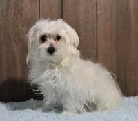 Billy, a male Maltese for sale in Middlebury, IN – 2 of 10