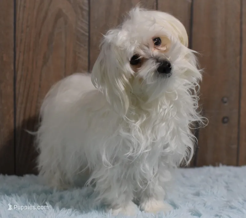 Billy – Maltese puppy for sale in Middlebury, IN