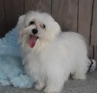 Billy, a male Maltese for sale in Middlebury, IN – Photo 4 of 10