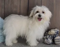Billy, a male Maltese for sale in Middlebury, IN – Photo 5 of 10