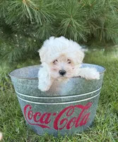 Gina, a female Maltese for sale in Middlebury, IN – 3 of 4