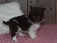 Biscuit, a male Pomeranian for sale in Middlebury, IN – Photo 2 of 7