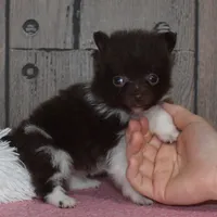 Biscuit, a male Pomeranian for sale in Middlebury, IN – Photo 6 of 6