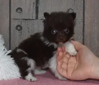 Biscuit, a male Pomeranian for sale in Middlebury, IN – Photo 4 of 7