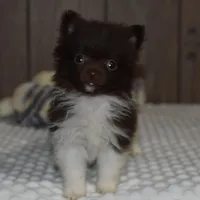 Biscuit, a male Pomeranian for sale in Middlebury, IN – Photo 4 of 6