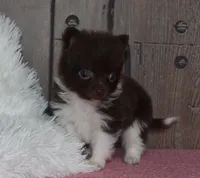 Biscuit, a male Pomeranian for sale in Middlebury, IN – Photo 3 of 7