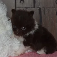 Biscuit, a male Pomeranian for sale in Middlebury, IN – Photo 3 of 6