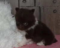 Biscuit, a male Pomeranian for sale in Middlebury, IN – Photo 6 of 7