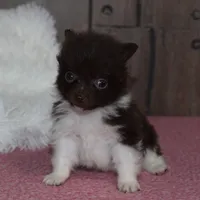 Biscuit, a male Pomeranian for sale in Middlebury, IN – Photo 5 of 6