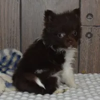 Biscuit, a male Pomeranian for sale in Middlebury, IN – Photo 2 of 6