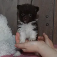 Biscuit, a male Pomeranian for sale in Middlebury, IN – Photo 7 of 7