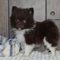 Biscuit, a male Pomeranian for sale in Middlebury, IN – Photo 1 of 6