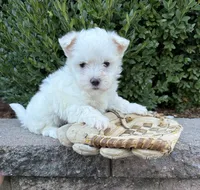 Enzo, a male Maltese for sale in Middlebury, IN – 2 of 4