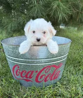 Gus, a male Maltese for sale in Middlebury, IN – 4 of 5