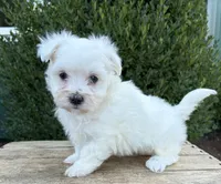 Eddie, a male Maltese for sale in Middlebury, IN – 2 of 4