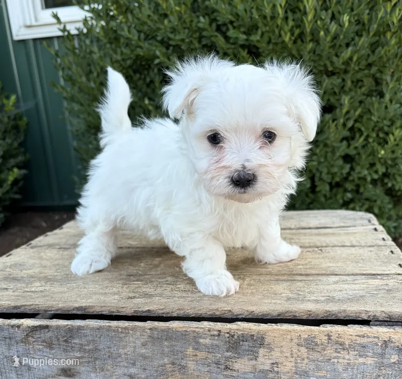 Eddie – Maltese puppy for sale in Middlebury, IN