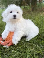 Freddie, a male Maltese for sale in Middlebury, IN – 4 of 4