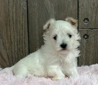 Lainey, a female Maltese for sale in Middlebury, IN – Photo 3 of 7