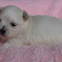 Lainey, a female Maltese for sale in Middlebury, IN – Photo 7 of 7