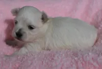 Lainey, a female Maltese for sale in Middlebury, IN – Photo 4 of 4