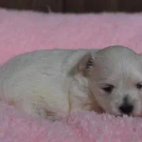 Lainey, a female Maltese for sale in Middlebury, IN – Photo 5 of 7