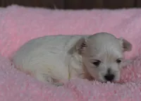 Lainey, a female Maltese for sale in Middlebury, IN – Photo 2 of 4