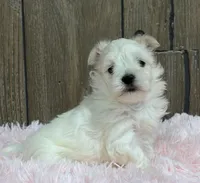 Lainey, a female Maltese for sale in Middlebury, IN – Photo 1 of 7
