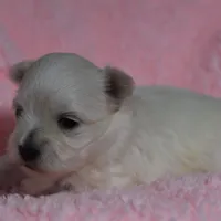 Lainey, a female Maltese for sale in Middlebury, IN – Photo 6 of 7