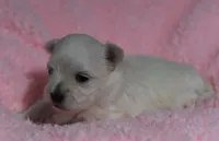 Lainey, a female Maltese for sale in Middlebury, IN – Photo 3 of 4