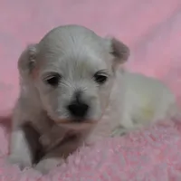 Lainey, a female Maltese for sale in Middlebury, IN – Photo 4 of 7