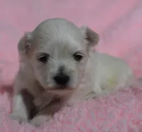 Lainey, a female Maltese for sale in Middlebury, IN – Photo 1 of 4