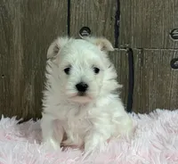 Lainey, a female Maltese for sale in Middlebury, IN – Photo 2 of 7