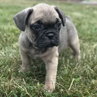 Roxann, a female French Bulldog for sale in Middlebury, IN – Photo 1 of 8