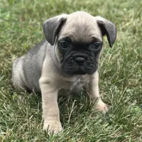 Roxann, a female French Bulldog for sale in Middlebury, IN – Photo 2 of 8