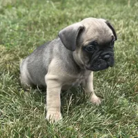 Roxann, a female French Bulldog for sale in Middlebury, IN – Photo 4 of 8