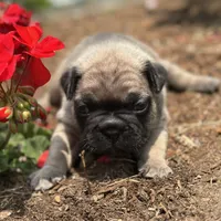 Roxann, a female French Bulldog for sale in Middlebury, IN – Photo 5 of 8