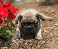 processed/dce86e4c-490c-4e94-9af8-0a9e9d1dec30/listing/7e279332-b07e-42e7-b2cd-d17d182abc9b/6dde9313-d036-491e-8861-da043b490432