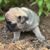Roxann, a female French Bulldog for sale in Middlebury, IN – Photo 8 of 8