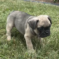 Roxann, a female French Bulldog for sale in Middlebury, IN – Photo 3 of 8