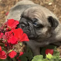 Roxann, a female French Bulldog for sale in Middlebury, IN – Photo 7 of 8