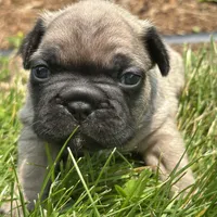 Roxann, a female French Bulldog for sale in Middlebury, IN – Photo 6 of 8