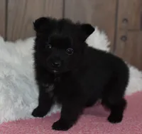 Bear, a male Pomeranian for sale in Middlebury, IN – Photo 4 of 5